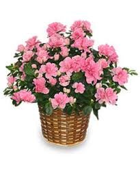 Blooming Azalea Plant