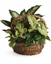 European Dish Garden MED