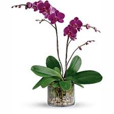 GLORIOUS GRATITUDE ORCHID - STANDARD