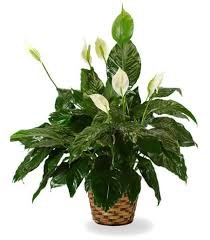 Sympathy Funeral Plant MED.