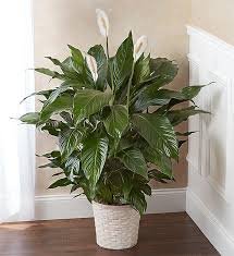 Sympathy Funeral Plant LARGE