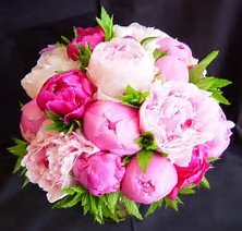 **PEONIES!!!