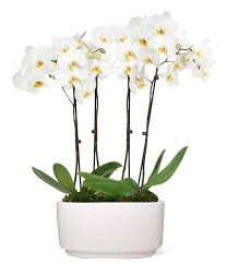 White Orchids Plants