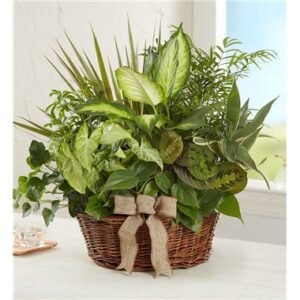Classic Dish Garden