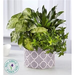 Real Simple Dish Garden For Sympathy