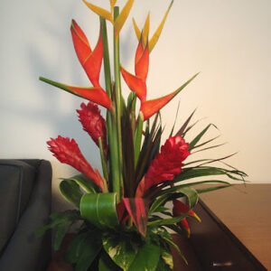 Exotica Tropicals