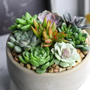 MINI Succulent Plants