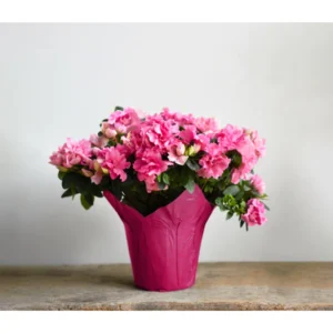 Azalea Plant