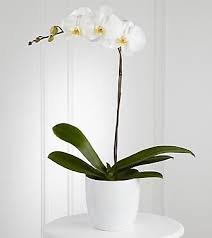 Classic White Orchid
