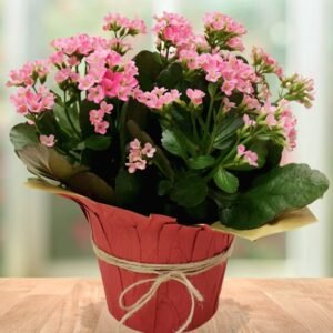 Vibrant Kalanchoe Planter