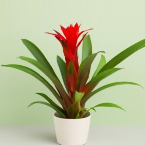 Bromeliad Plant