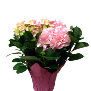 Live 6" Pink Hydrangea Potted Plant
