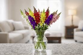Snapdragon Mix