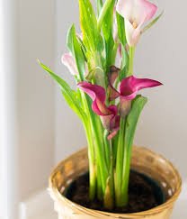 Mini Calla Lily Plant