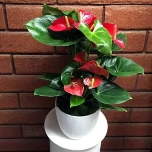 Red Anthurium Plant