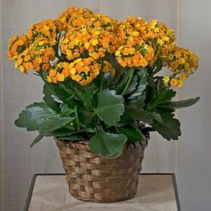 Kalanchoe in basket