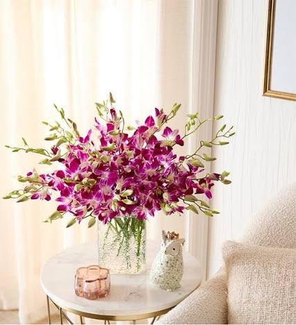 ***Exotic Breeze Orchids